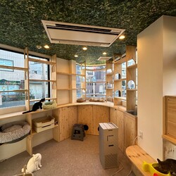 ねこの森保護猫譲渡会 サムネイル3