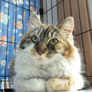 【てらねこ譲渡会にて里親さん決定！】アイちゃん