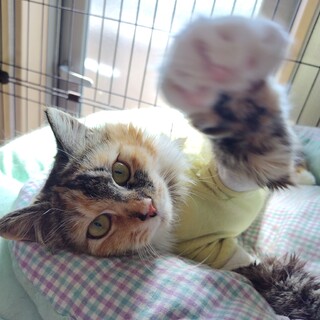 【てらねこ譲渡会にて里親さん決定！】リアちゃん