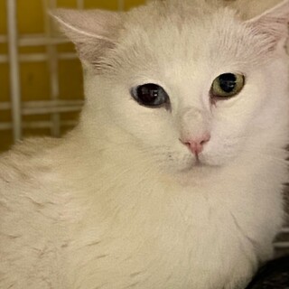オッドアイの白猫の女の子　グレンヌ
