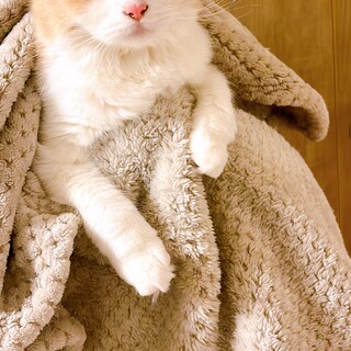 女の子　2歳　長毛さん