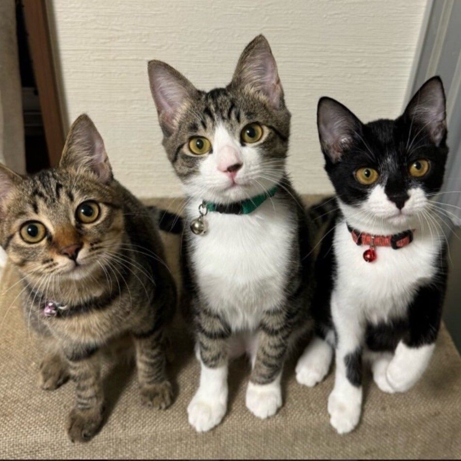 長崎　レイのカバー写真