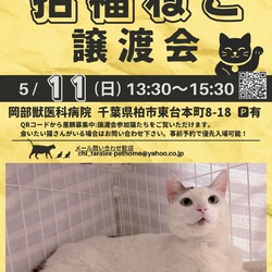 柏市:招福ねこ譲渡会