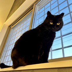 柏市:招福ねこ譲渡会 サムネイル2