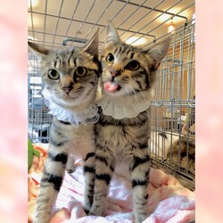 柏市:招福ねこ譲渡会 サムネイル3