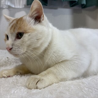 茶シロの人懐っこいオス猫ちゃん