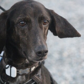 プロットmixの賢いクロエちゃん