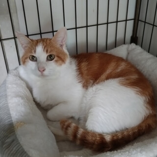 おっとりした甘えん坊、穏やかな『おーちゃん』