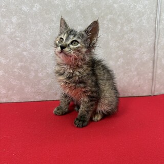 ネズミ捕りシートに掛かっている4匹を保護❤千春