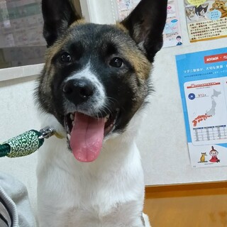 元気いっぱいな男の子　新(あらた)1歳