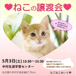 可愛い猫の譲渡会