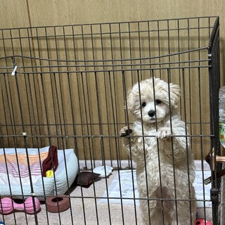 里親様決定いたしました！