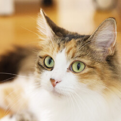 保護ねこ譲渡会 サムネイル2