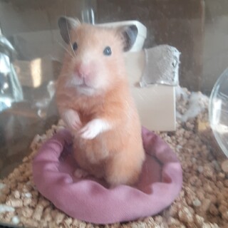 キンクマ（♀）里親募集