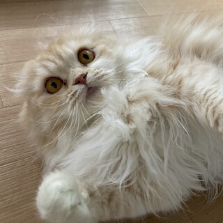 懐こいスコ折れ耳の女の子