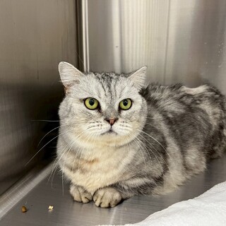 ダイエット中のトトロ君