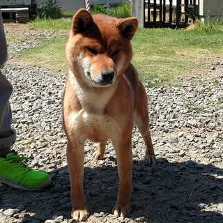 里親を探しています。