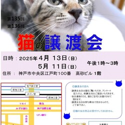 猫の譲渡会 in 神戸三宮 ″ 猫のミーナ ″