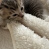 可愛いキジ猫きょうだい サムネイル2