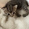可愛いキジ猫きょうだい サムネイル3