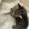 可愛いキジ猫きょうだい サムネイル5