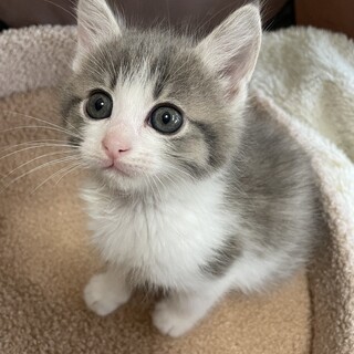 Bambi (プロフを一読下さい)様オーダーページ♡おとぎの国の猫と仲間たち♡ そちらでお昼寝ですか☺️ #縫くん