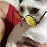 イカしたメガネ