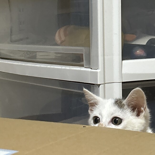 ささき1105のカバー写真