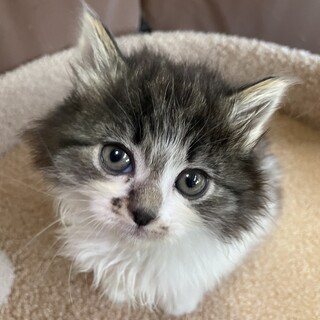 わたあめみたいにふわふわ♡かすみちゃん