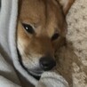 の写真