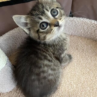 くりくりおめめ♡みどりちゃん