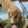 モルモット2ひきの里親募集します！ サムネイル2