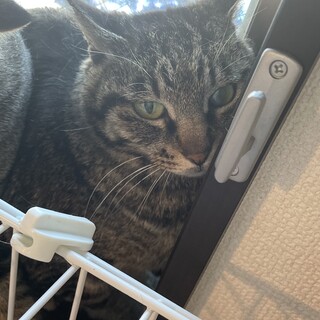 小柄なキジトラの女の子︎︎⟡.·