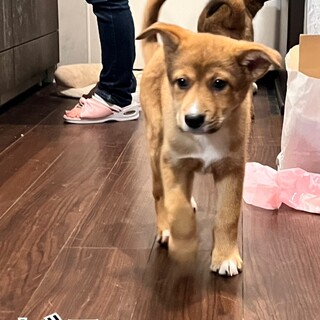 家族として迎えてください