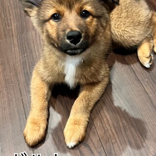 家族に迎えてください