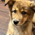 なかなかご縁に巡り会えません。家族に迎えてください