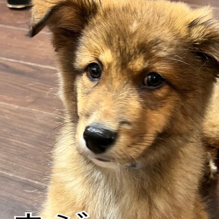 なかなかご縁に巡り会えません。家族に迎えてください