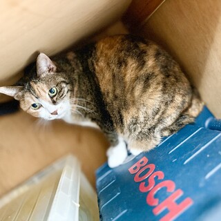 人懐こい甘えたの三毛ママさん