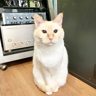 穏やかで優しいシロくん