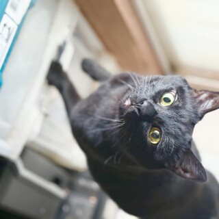 食欲も好奇心も旺盛なクロくん！