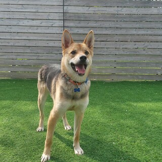 くりくりの目が可愛いアトム君