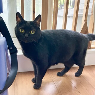 ボブテイルのチビちゃん