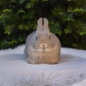 純血種　ネザーランドドワーフ