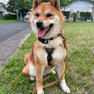 いつでもニコニコハッピーBOY〈きな〉