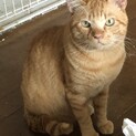 触ることのできる茶トラの男の子です