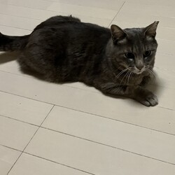 「グレー猫ちゃん」サムネイル2