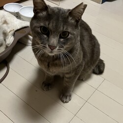 「グレー猫ちゃん」サムネイル3