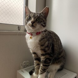 「ソックス猫」サムネイル2