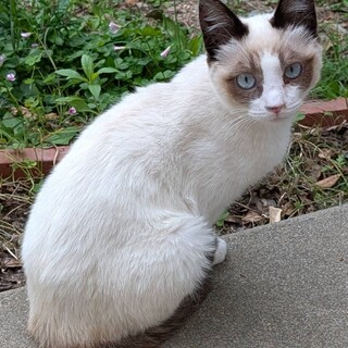 パンダみたいな顔の女の子(8/31-トライアル中)