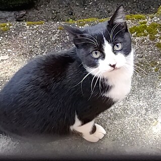 甘えん坊の八割れ男の子